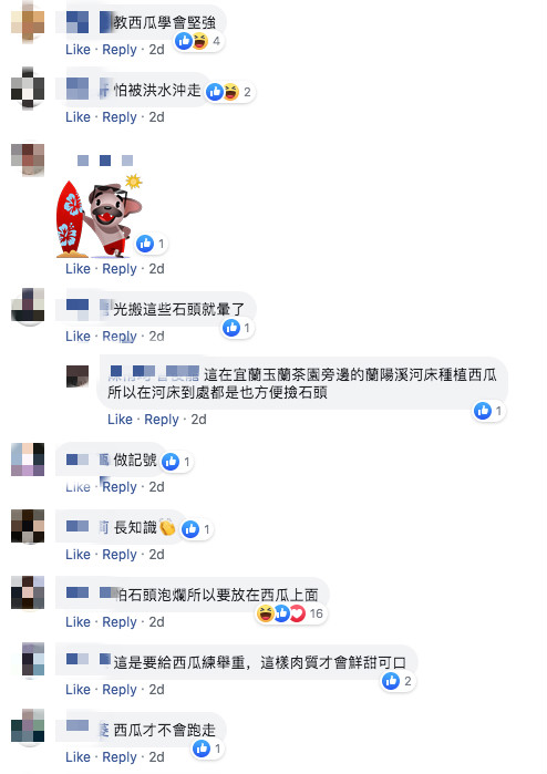 西瓜上壓石頭！網友不解問「是怕它跑掉嗎」被笑翻　果農揭「放的位置也有差」影響超大