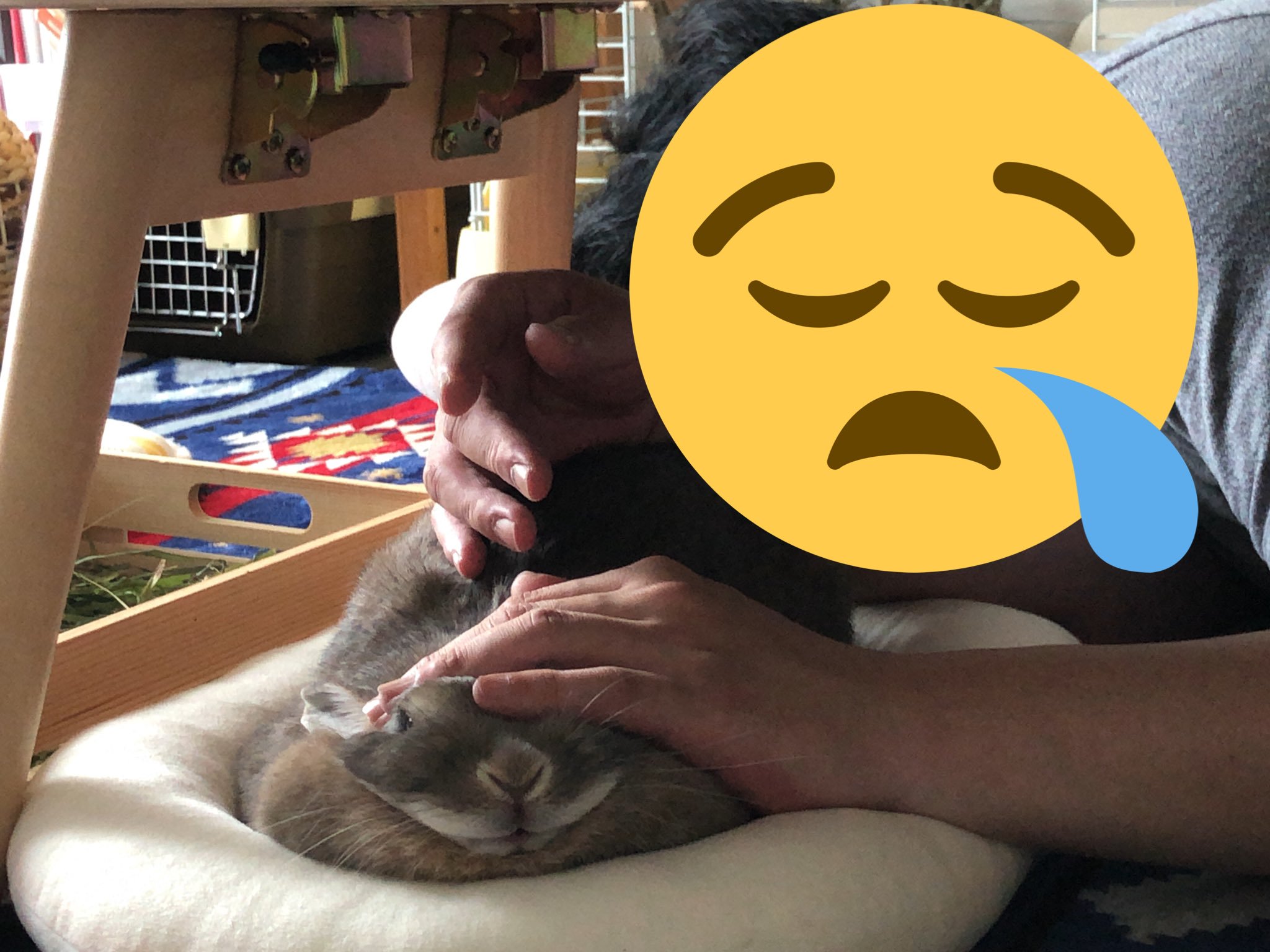 不小心「吸兔吸到睡著」...醒來驚見一坨「壓扁麻糬」好無辜：倫家都不敢動