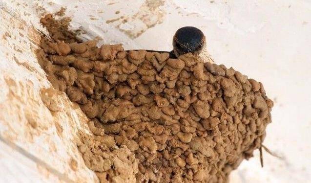 時來運轉了！有七種動物「不請自來家裡是吉兆」你的好運來了
