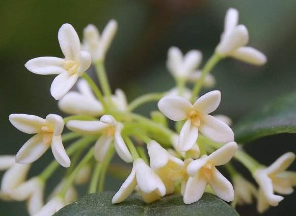 越老越有錢花！「老來富貴」的六大生肖　晚年生活幸福無憂