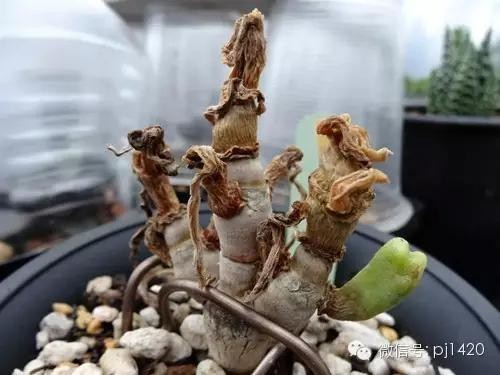 超萌小多肉！盆栽一片「可愛小兔兔」滿滿好療癒　長大後「搖身一變超母湯」反差好大