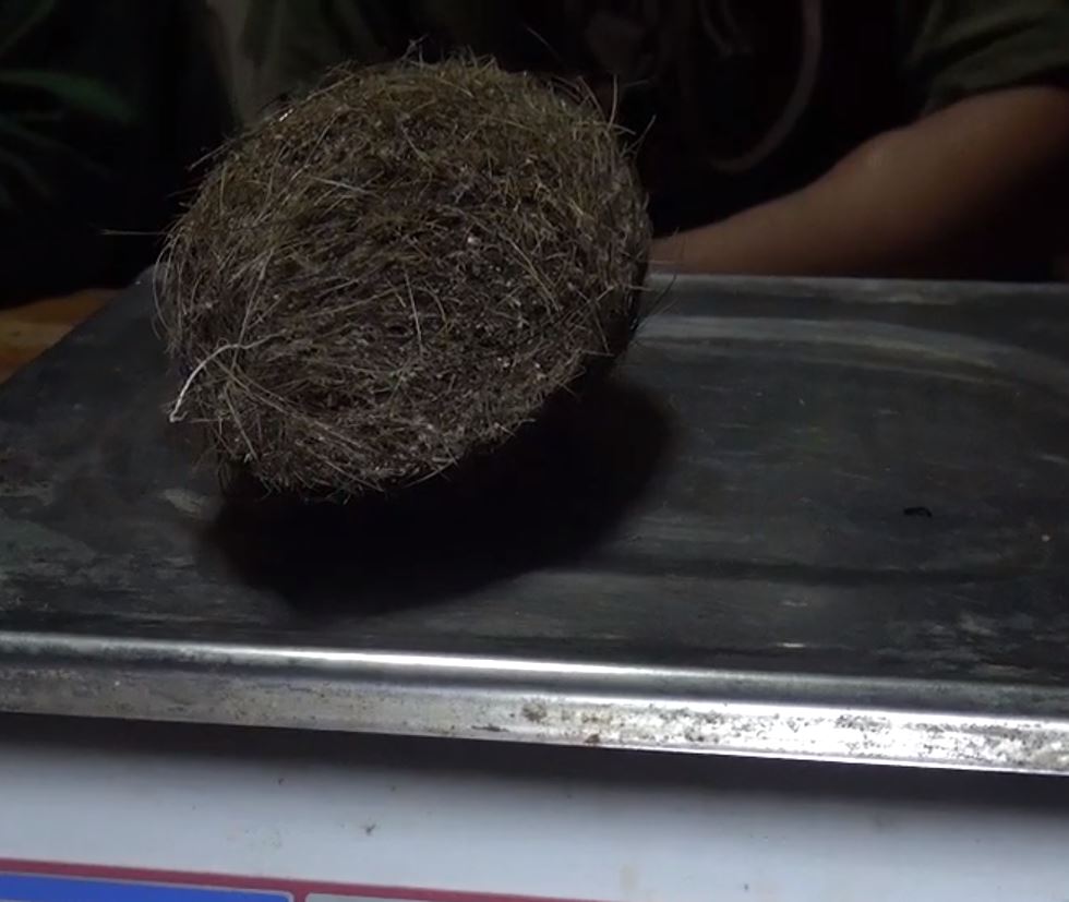 養豬養到發大財！母豬腹中驚見「2顆詭異毛蛋」　一查驚覺是「價值2000萬寶物」一夜致富