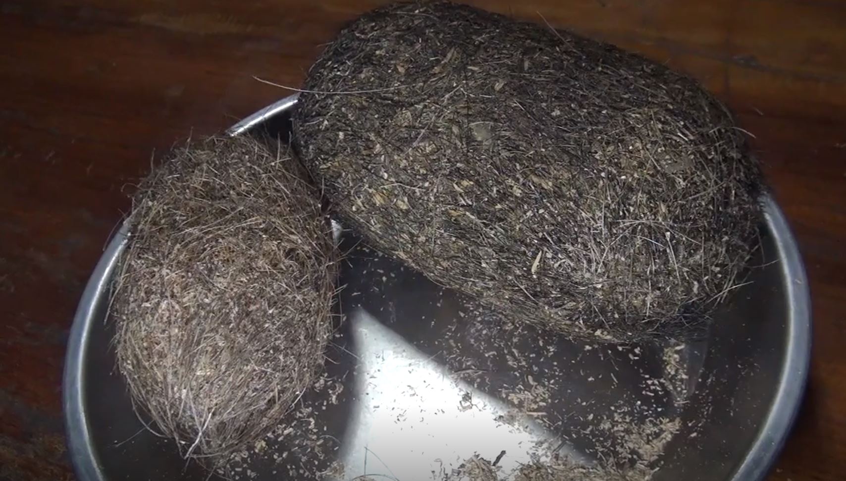 養豬養到發大財！母豬腹中驚見「2顆詭異毛蛋」　一查驚覺是「價值2000萬寶物」一夜致富