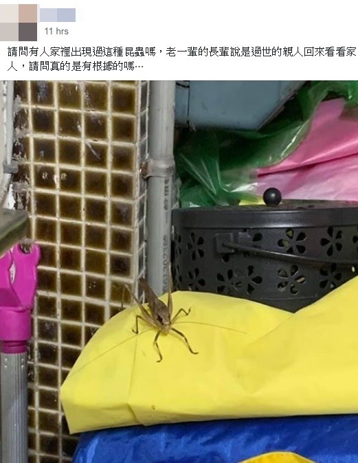 家中驚現「巨大褐色怪蟲」嚇壞！網友卻堅持「絕對不能打」  淚曝「親人回來了」看一眼解思念