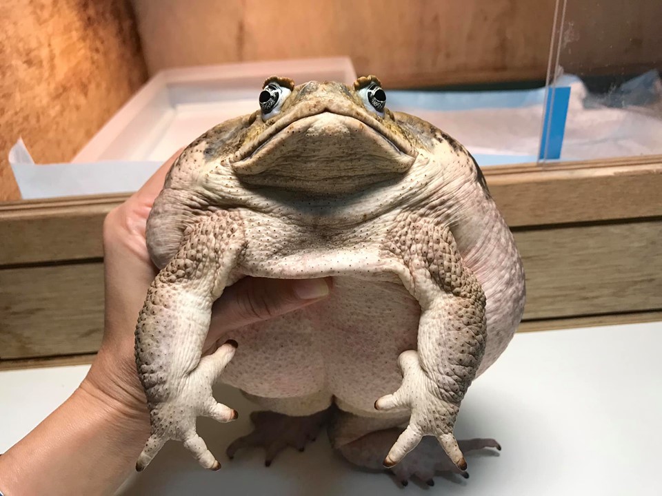 開箱囍餅！正準備一刀劃下　囍餅竟「大力抖了一下」：是偶捏！