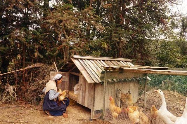 40歲姑娘「失戀後隱居深山」打造個人農莊　「種菜種花自給自足」：一個人活得更精彩