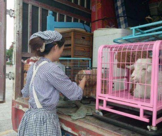 40歲姑娘「失戀後隱居深山」打造個人農莊　「種菜種花自給自足」：一個人活得更精彩