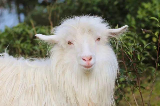 40歲姑娘「失戀後隱居深山」打造個人農莊　「種菜種花自給自足」：一個人活得更精彩