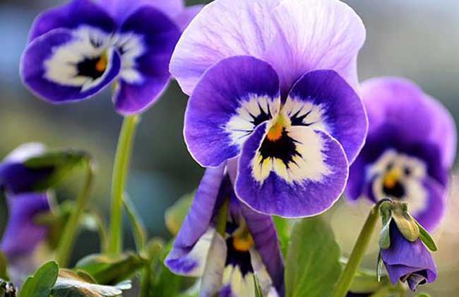 王母娘娘賜福：四大生肖「好運臨頭了」，速速來接