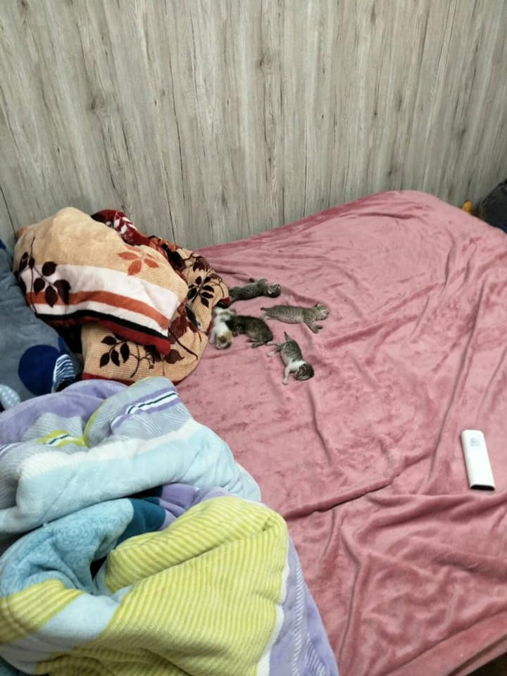 出門忘記關！回家「床上撒了5隻奶喵」嗷嗷待哺：要對人家負責～