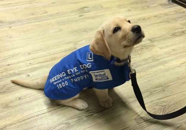 小小工作犬「第一天報到」什麼都不懂！「菜鳥訓練」網融化：來我公司上班❤️