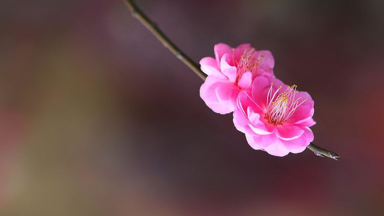 十二生肖中，這4個生肖要走大運30年，如果你一家三口都在裡面，恭喜你！