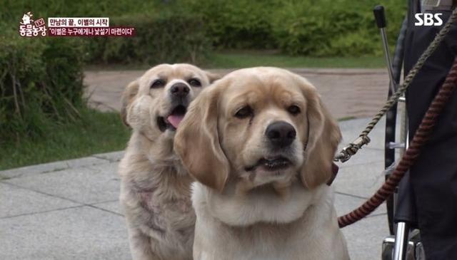 主人時日不多「被判剩2年可活」忍痛送別2愛犬　見最後一面「狗狗的反應」讓他悲慟卻欣慰