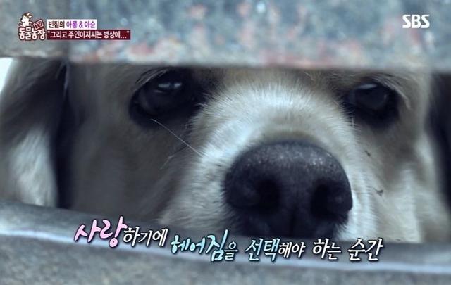 主人時日不多「被判剩2年可活」忍痛送別2愛犬　見最後一面「狗狗的反應」讓他悲慟卻欣慰