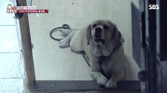 主人時日不多「被判剩2年可活」忍痛送別2愛犬　見最後一面「狗狗的反應」讓他悲慟卻欣慰