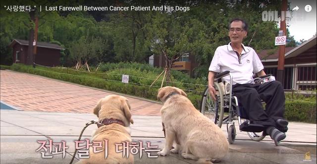 主人時日不多「被判剩2年可活」忍痛送別2愛犬　見最後一面「狗狗的反應」讓他悲慟卻欣慰