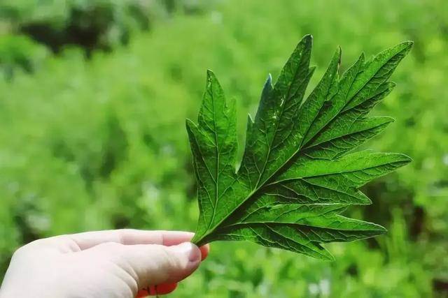 「艾草是個寶」可惜很少人知道它的妙用！端午節超實用「祛病驅災」保安康