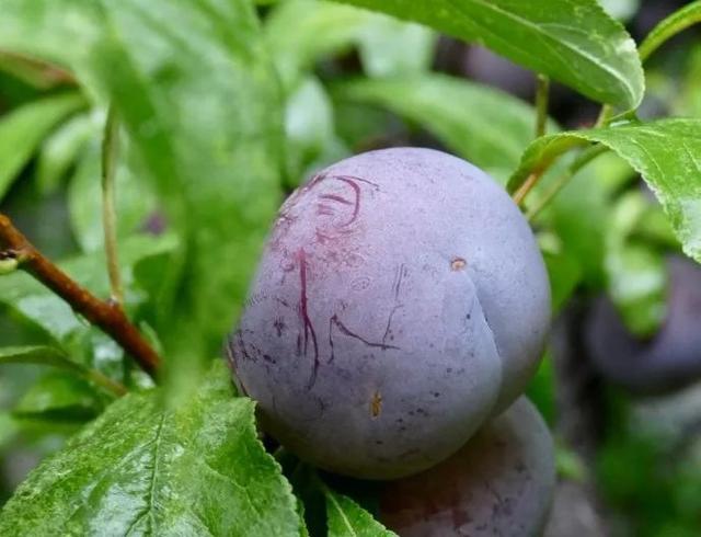 「都市48坪房不住」一家三口跑到郊區 改建「463坪6房新家園」得到比金錢還重要的回饋