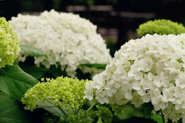 「都市48坪房不住」一家三口跑到郊區 改建「463坪6房新家園」得到比金錢還重要的回饋