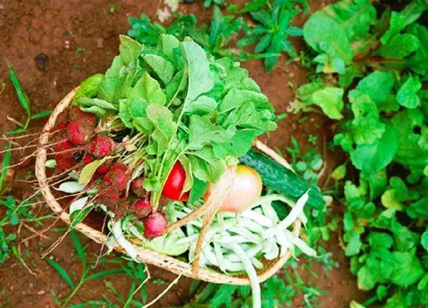 「都市48坪房不住」一家三口跑到郊區 改建「463坪6房新家園」得到比金錢還重要的回饋