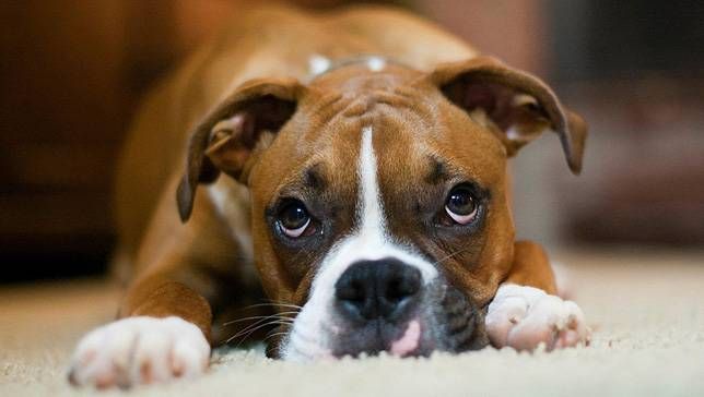 毛小孩做錯事「一臉愧疚」全是假的！？專家表示：人類都被騙了