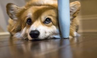 毛小孩做錯事「一臉愧疚」全是假的！？專家表示：人類都被騙了