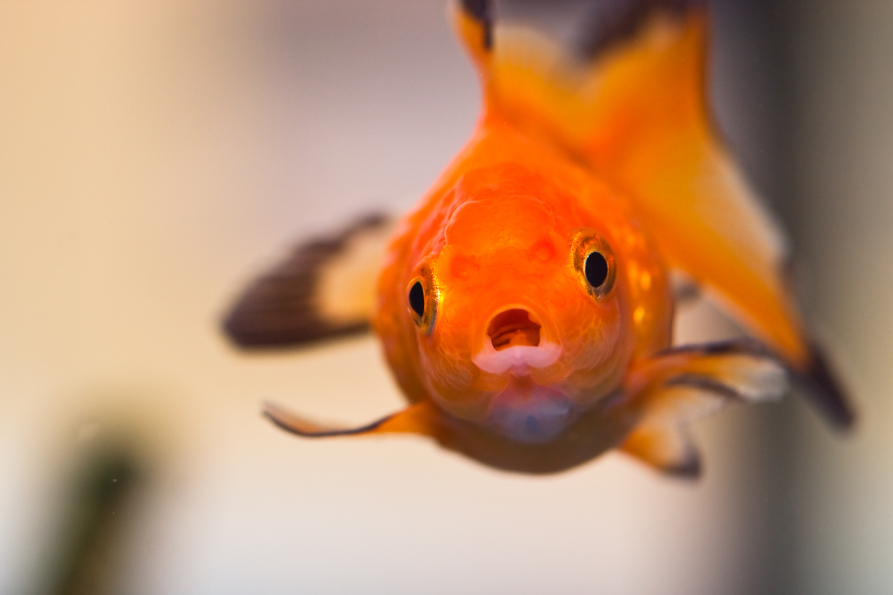 天生金魚腦！才說完就忘「什麼事都記不住」的5大星座　射手粗線條、雙子局太多、交往找巨蟹最幸福！