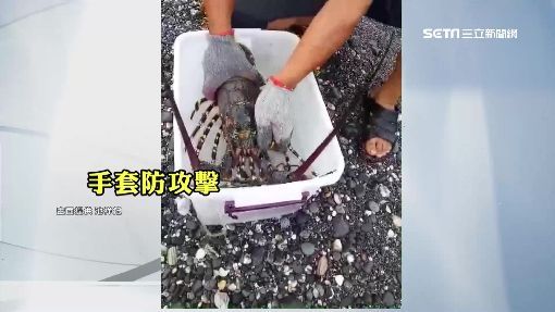 釣到海中巨人！台東漁民捕獲「5台斤錦繡龍蝦」要價不菲　他拿起來仔細觀察後「決定直接放回海裡」