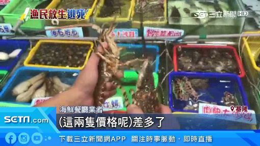 釣到海中巨人！台東漁民捕獲「5台斤錦繡龍蝦」要價不菲　他拿起來仔細觀察後「決定直接放回海裡」