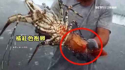 釣到海中巨人！台東漁民捕獲「5台斤錦繡龍蝦」要價不菲　他拿起來仔細觀察後「決定直接放回海裡」