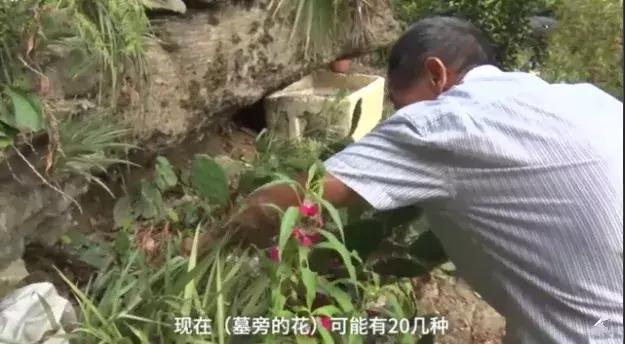 超越生命的愛！78歲爺爺守墓10年「陪伴已逝老伴」　天天風雨無阻「為她讀詩種花」：直到我走不動為止