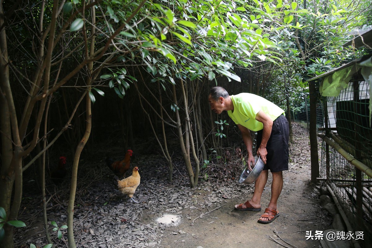 婚可以不結！53歲孝子「照顧臥床爸7年」陪81歲老媽隱居山中　衣食無虞「年收入破30萬」盼及時行孝