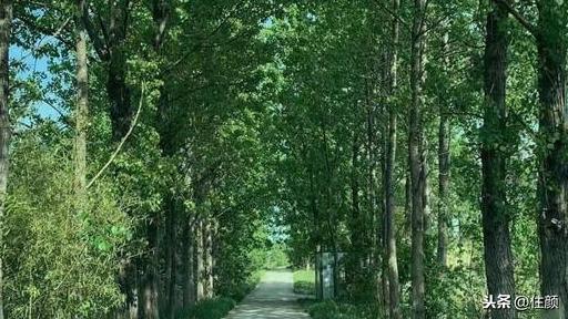 25歲患憂鬱「獨居1800畝廢棄農場」改造夢幻花園　「花能讓人快樂」逛完一圈豁然開朗