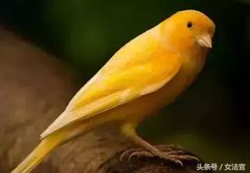 想了解你「深藏的個性」嗎？「選擇出生日期」看看你是什麼鳥！