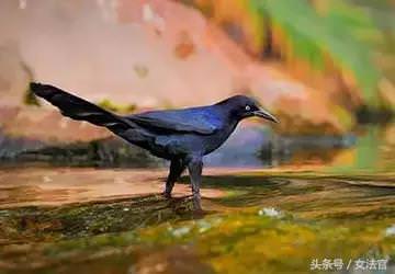 想了解你「深藏的個性」嗎？「選擇出生日期」看看你是什麼鳥！