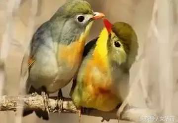 想了解你「深藏的個性」嗎？「選擇出生日期」看看你是什麼鳥！