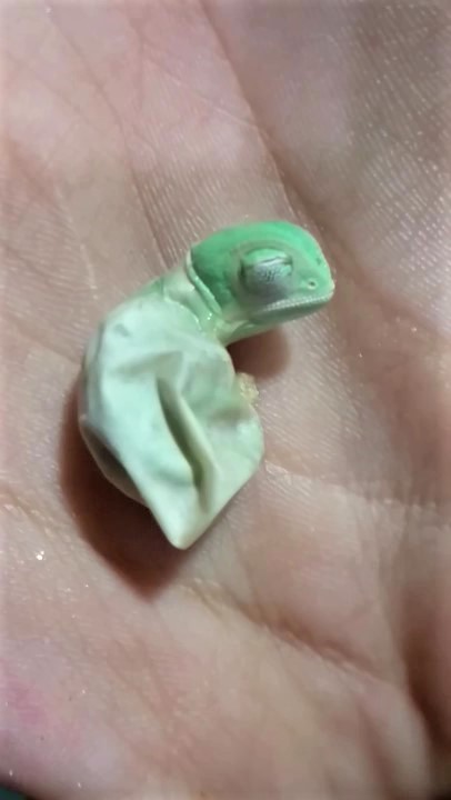 變色龍寶寶「破蛋而出」超呆萌　一出生「立刻變色」太神奇：倫家想換新衣～