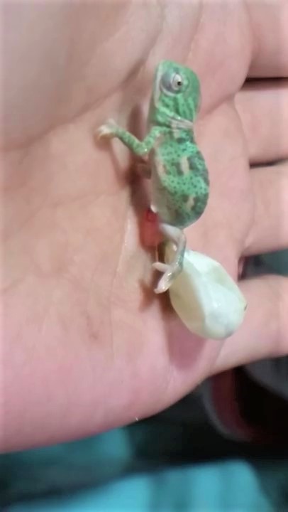 變色龍寶寶「破蛋而出」超呆萌　一出生「立刻變色」太神奇：倫家想換新衣～
