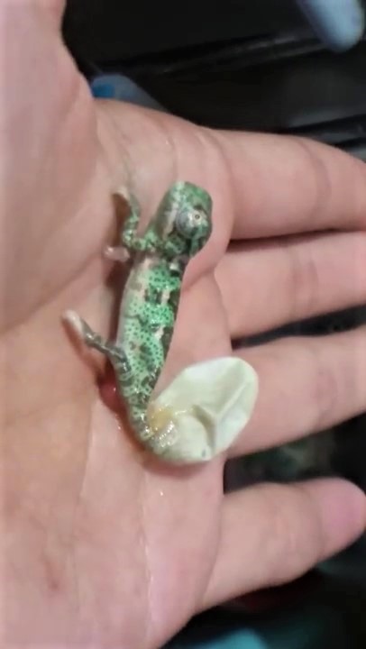 變色龍寶寶「破蛋而出」超呆萌　一出生「立刻變色」太神奇：倫家想換新衣～