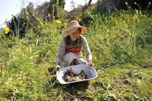 正值事業高峰卻隱居山林20年！60歲夫妻「自給自足」從青絲到白髮　活出「人間天堂」至今恩愛如昔