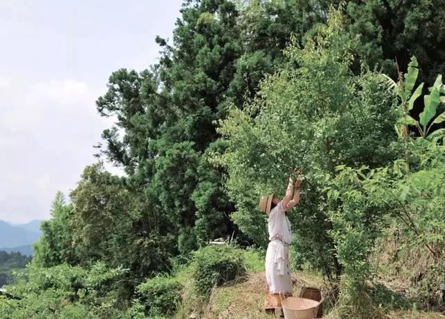 正值事業高峰卻隱居山林20年！60歲夫妻「自給自足」從青絲到白髮　活出「人間天堂」至今恩愛如昔