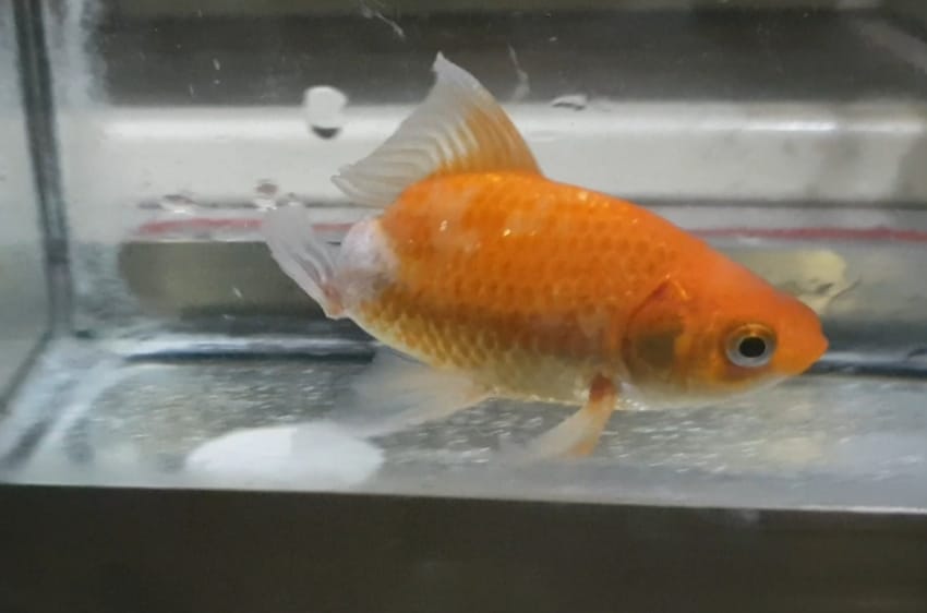金魚生病「只剩半截」尾巴消失！主人「幫擦藥半年」竟神復原：還好沒放棄