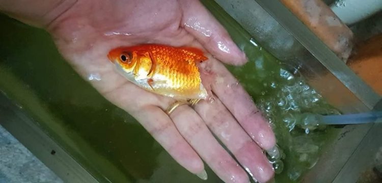 金魚生病「只剩半截」尾巴消失！主人「幫擦藥半年」竟神復原：還好沒放棄