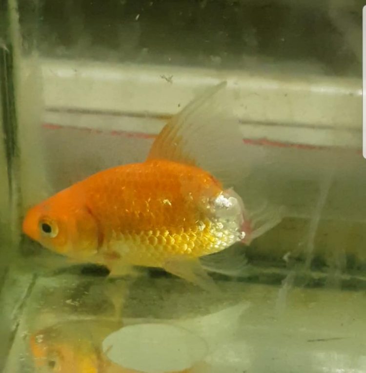 金魚生病「只剩半截」尾巴消失！主人「幫擦藥半年」竟神復原：還好沒放棄
