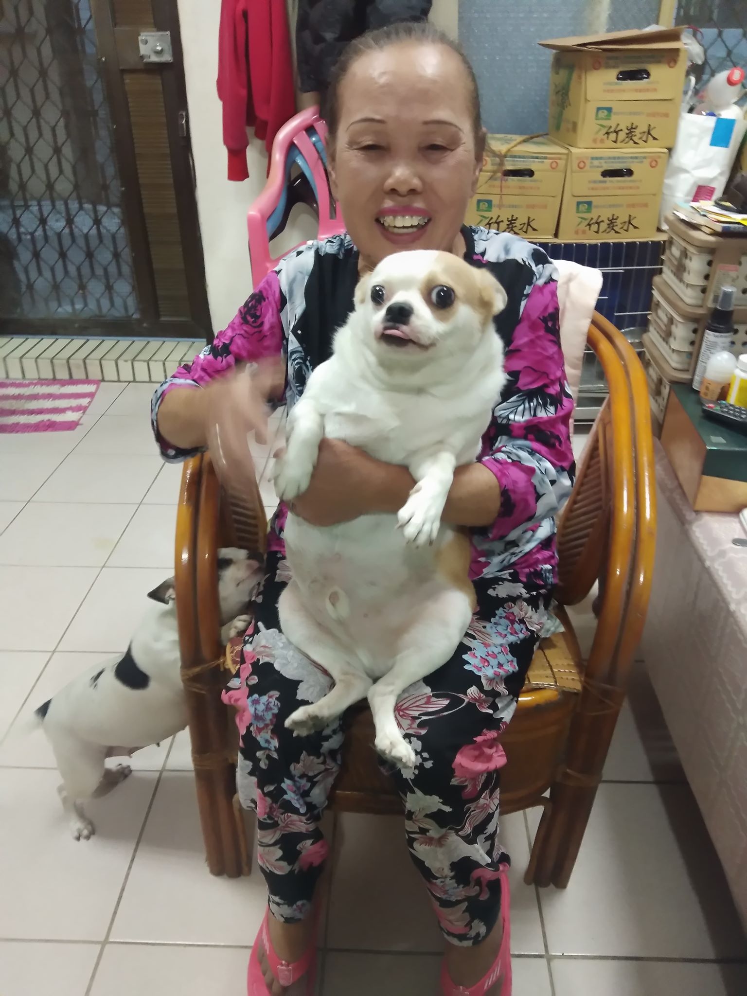 阿嬤出手「吉娃娃變米克斯」！同胎妹探親傻眼：小時候我還贏你欸
