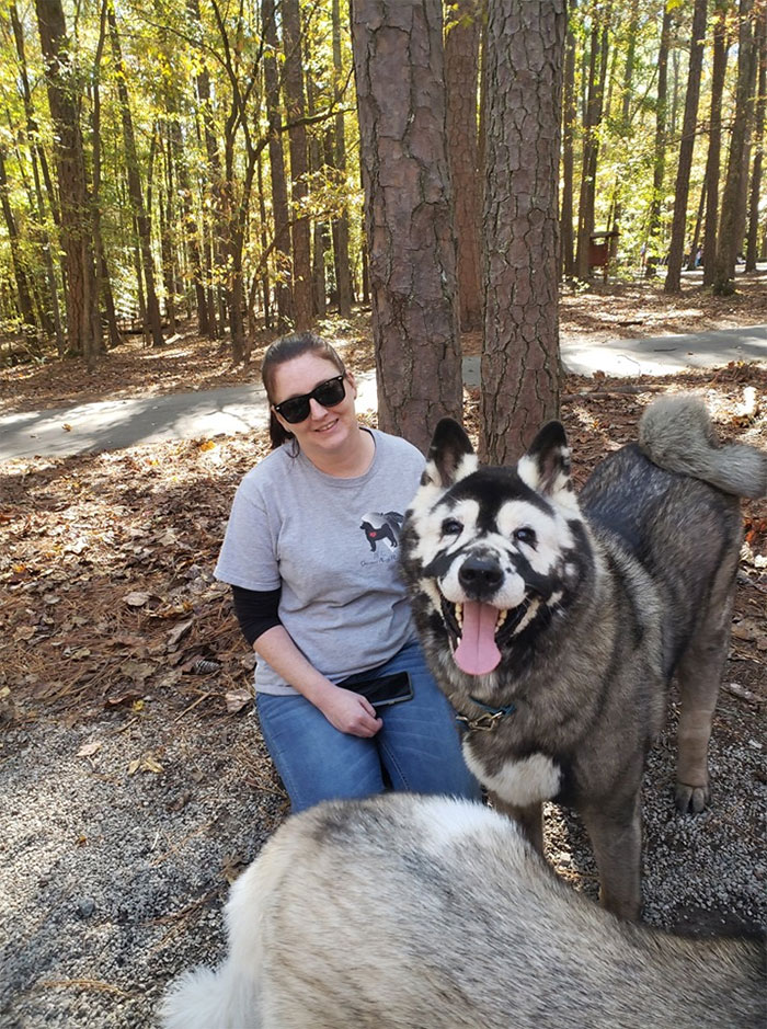秋田犬Jax的感人故事：從無良繁殖場到彩虹橋的旅程