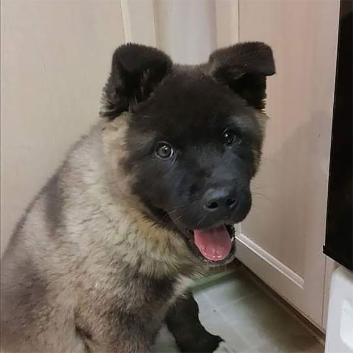 秋田犬Jax的感人故事：從無良繁殖場到彩虹橋的旅程