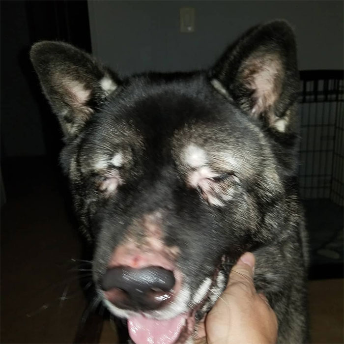 秋田犬Jax的感人故事：從無良繁殖場到彩虹橋的旅程
