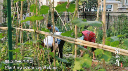 不給子女添麻煩！15位7旬老人「抱團養老」：一起住別墅「養雞種菜跳舞」