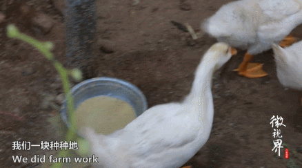 不給子女添麻煩！15位7旬老人「抱團養老」：一起住別墅「養雞種菜跳舞」